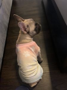 French bulldog female