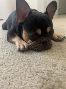 French Bulldog