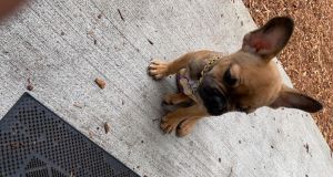 6 month Frenchie