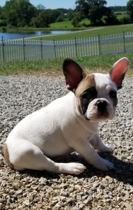 Frenchie puppies