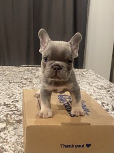 Lilac and Tan Fluffy Carriers-Males