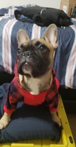 Cute French Bulldog 6months old