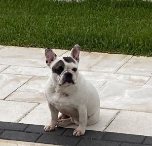 French Bulldog (female)
