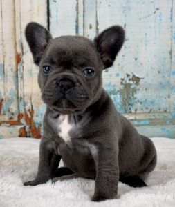 French Bulldog puppies