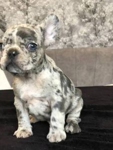 Supper French Bulldog puppies