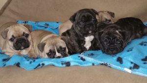 Fawn and Brindle French Bulldog puppies Ready