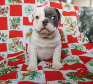 Darling French Bulldog.
