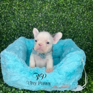 TP Tinypaws