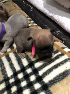 French bulldogs puppies
