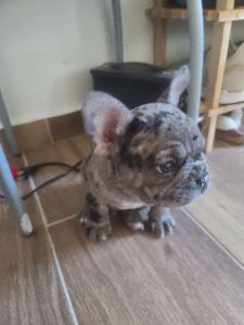 Blue Merle French Bulldog puppies for sell