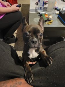 King Louie the Lover