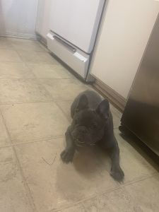 BlueMerle French bulldog