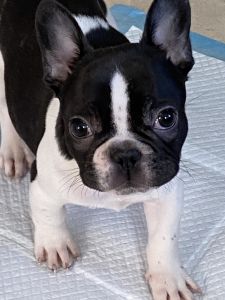 Male French bulldog puppy