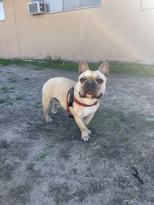 French bulldog 1 yr old male