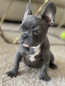 Blue Frenchie Teo