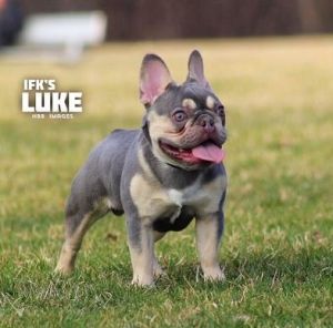 Lilac French Bulldog
