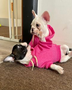 2 Female French Bulldogs