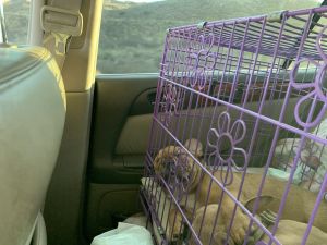 2 French bulldog puppies 6 months