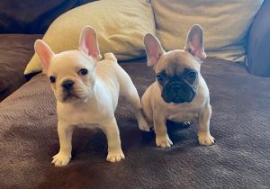 French Bulldogs