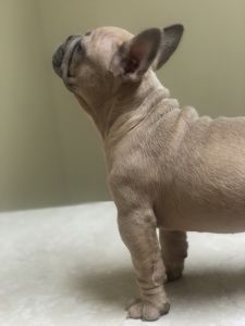 French Bulldog