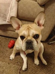 Full blooded female french bulldog.