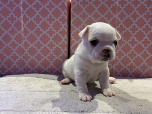 French Bulldog Puppies