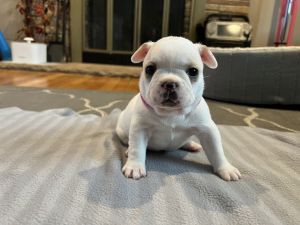 French Bulldog Puppies