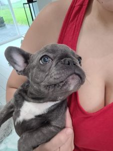Blue french bulldog