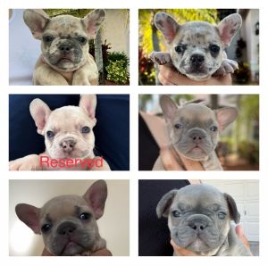 Frenchies needing a new home :)