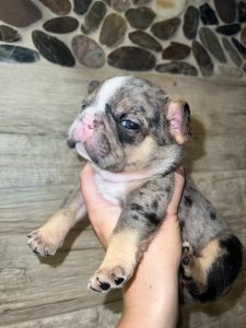 French Bulldog Puppies