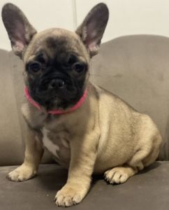 Frenchie puppies for sale