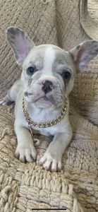 French bulldog puppies