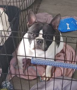 French bulldog/boston terrier mix