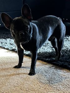 French Bulldog for sale
