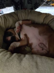 French Bulldog 15 Weeks