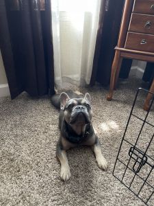 French Bulldog Puppy For Sale