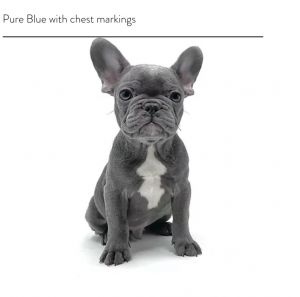 French Bulldog Puppies for Sale