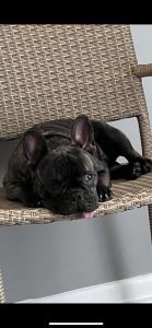 Cruntzie the Frenchie