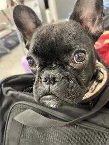 Female French Bulldog Puppy for Sale