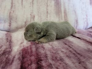 French bulldog puppies