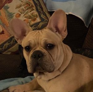 Male French Bulldog