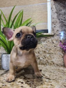 French Bulldog Puppies