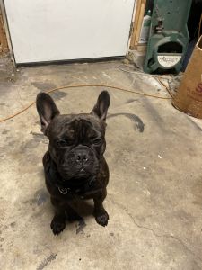 Pure bread French bulldog
