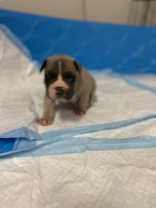 5 Adorable French Bulldogs Looking For Forever Home