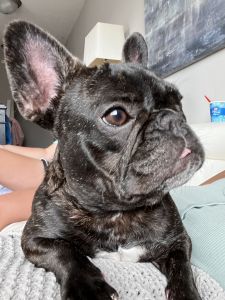 1 Year Old Brindle French Bulldog