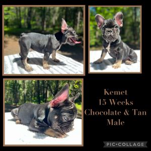 Kemet Is Ready for His FurEVER Family
