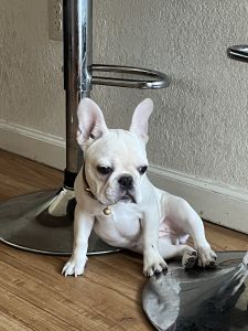 Cream French bulldog