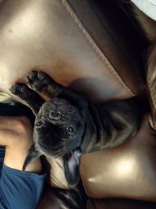 Can have it for small apt