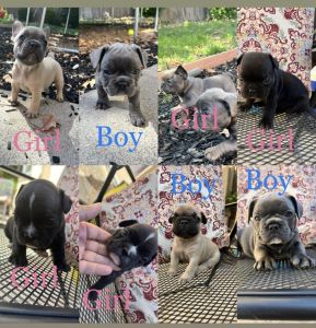 Adorable Frenchie Puppies