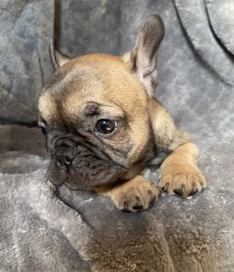 AKC French Bulldog Puppies